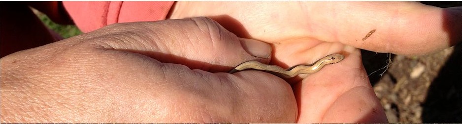 A baby slow worm at Bisley Community Composting Scheme